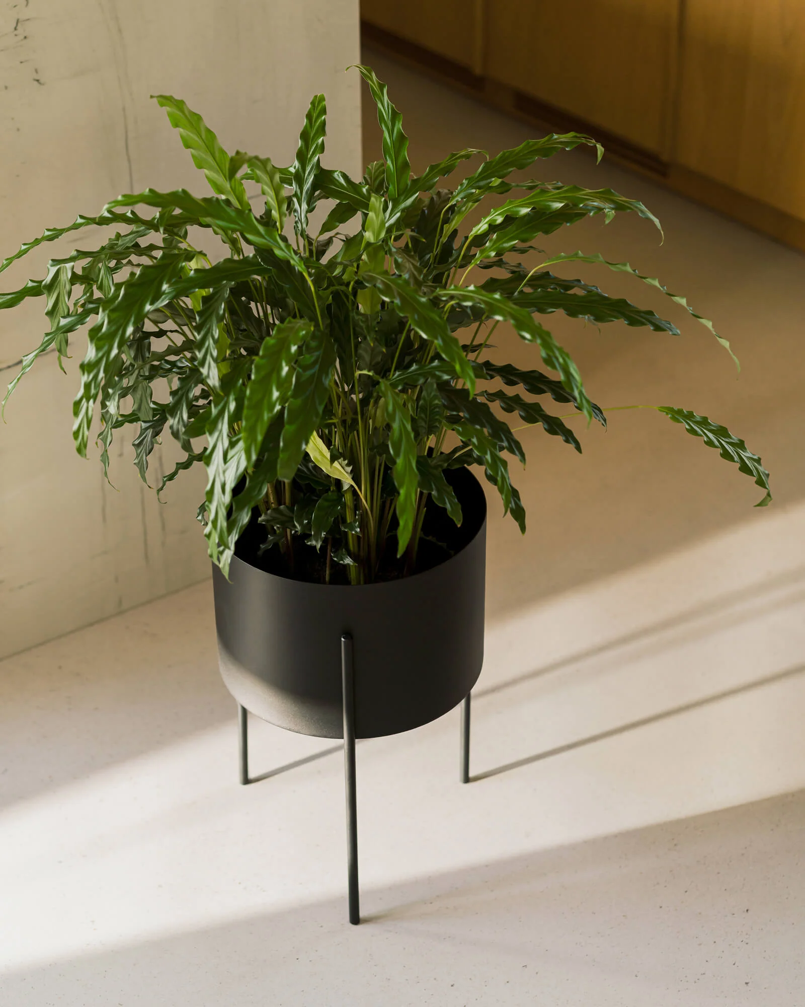 Maki Plant Pot - wide - Image 4